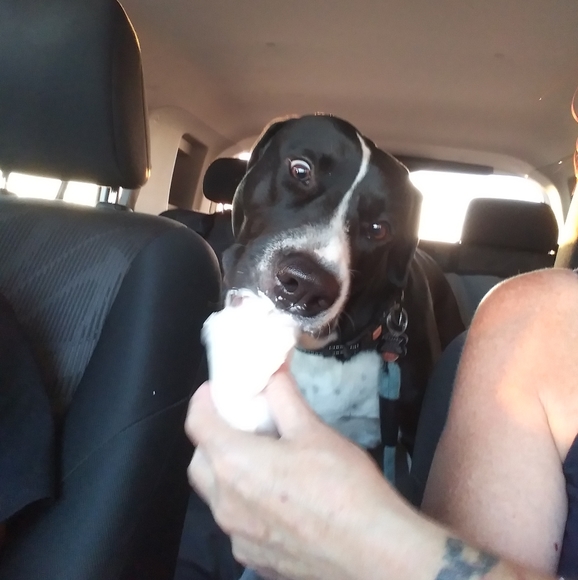 Shelter Rescue Other - RUDY